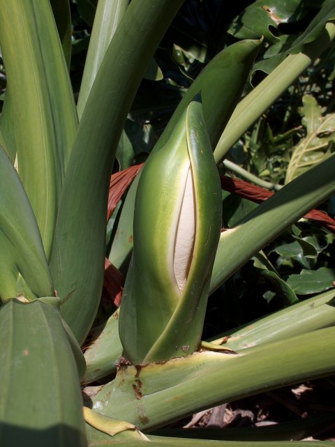 Philodendron selloum bloom