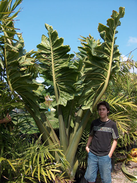 Alocasia sinuata Alocasia sinuata