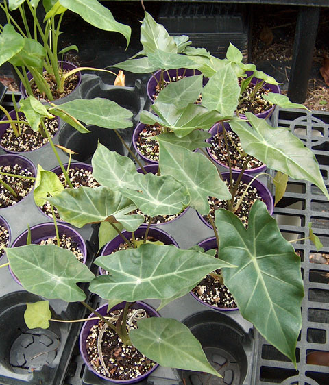 Alocasia x sanderidora pic 1 Alocasia x sanderidora pic 1