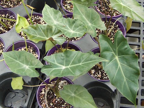 Alocasia x sanderidora pic 2 Alocasia x sanderidora pic 2