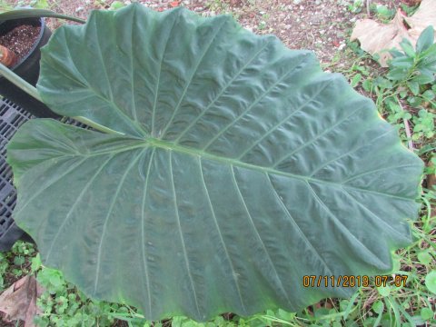 xSpecialocasia Lrg Lf