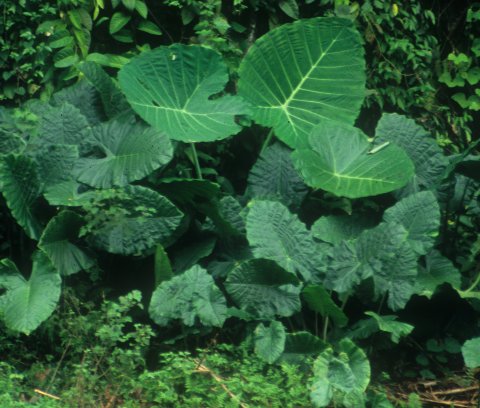 xSpecialocasia in situ 1 xSpecialocasia in situ 1