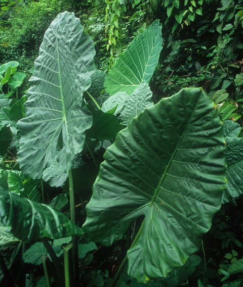 xSpecialocasia in situ 2 xSpecialocasia in situ 2