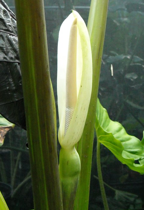 Alocasia Alocasia