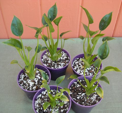 Alocasia Tiny Dancers Alocasia Tiny Dancers