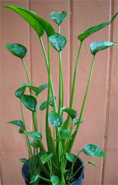 Alocasia Tiny Dancers Alocasia Tiny Dancers