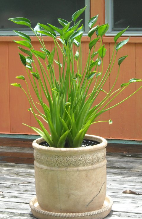 Alocasia Tiny Dancers in decorative pot Alocasia Tiny Dancers decorative pot 1