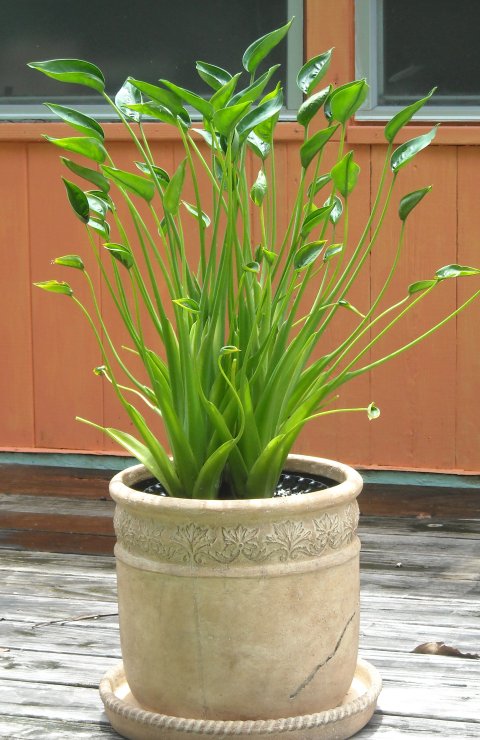 Alocasia Tiny Dancers decorative pot 1