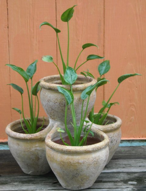 Alocasia Tiny Dancers decorative pot 2