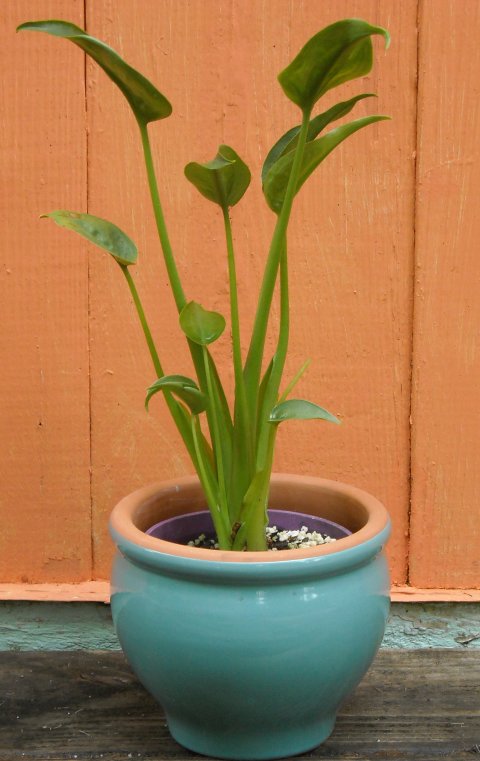 Alocasia Tiny Dancers in small decorative pot Alocasia Tiny Dancers small pot 3