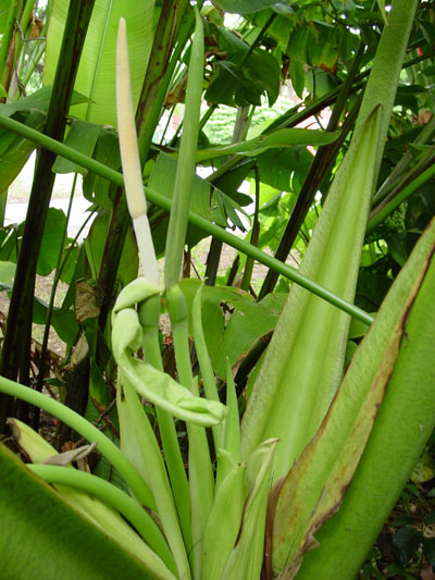 Alocasia vangiego inflorescence