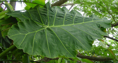 Alocasia vangiego leaf Alocasia vangiego leaf