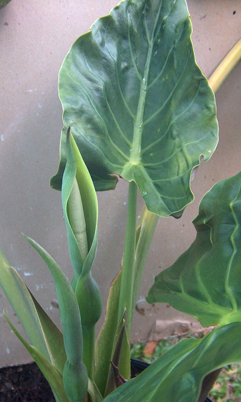 Alocasia wentii in bloom Alocasia wentii in bloom
