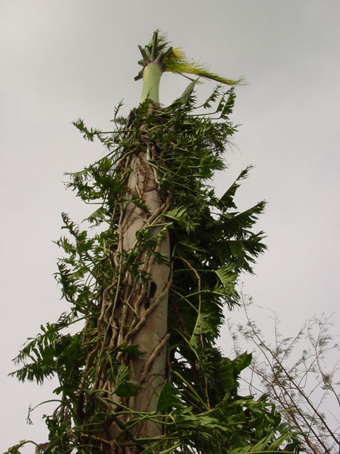 Stripped totem Stripped totem